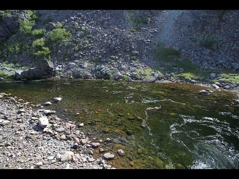 Fly fishing for Kola salmon: On Salmon and becoming a Labrador