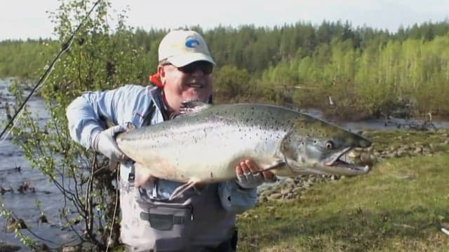 Salmon fly fishing in Kola. 111cm !!